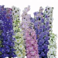 Дельфініум